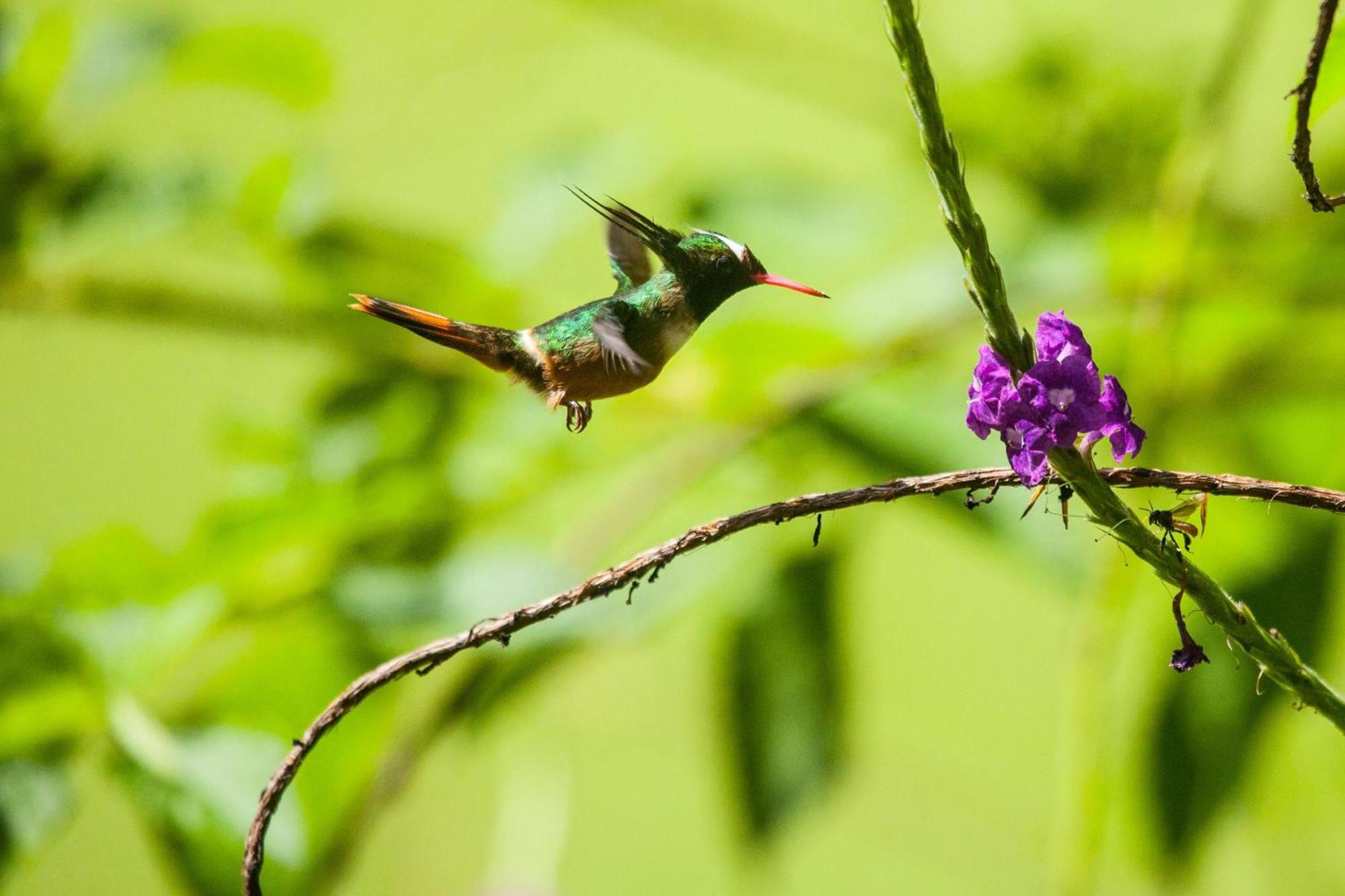 Arenas del Mar Beachfront&Rainforest Resort Nationalpark Nationalpark Manuel Antonio Exterior foto